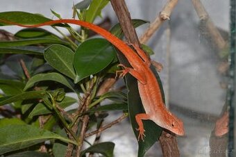 Anolis sergei RED - 1