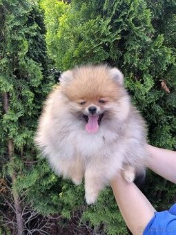 POMERANIAN s PP FCI