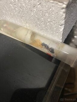 Camponotus ligniperda