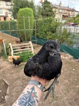 Kohoutci Ayam Cemani
