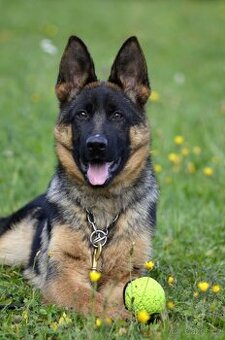 Německý ovčák - fenka s PP typ Rex