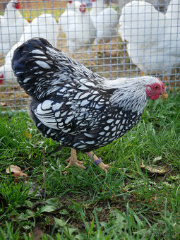 Wyandotka zdrobnělá - stříbrná černě lemovaná