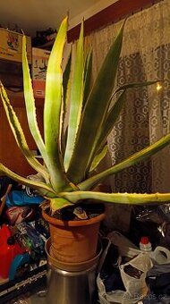 Velka Agave