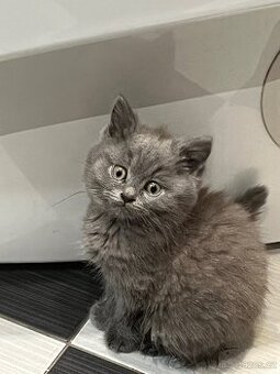 Britská modrá - chlapeček