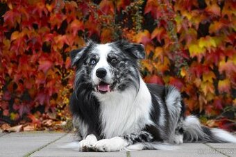 Krycí pes border kolie s PP FCI, nabídka krytí