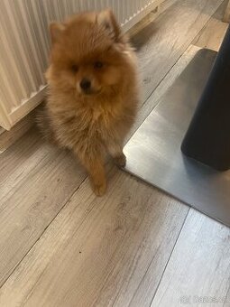 Prodám pomeranian