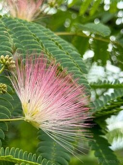 Albízie růžová 130 cm