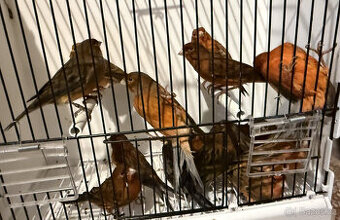 Prodám červené melaninové kanáry