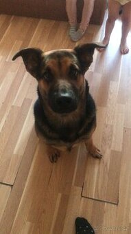 Daruji skoro 9ti měsíčního štěně křížence NO