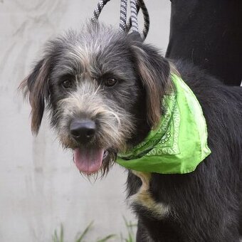 EREN K ADOPCI - 1 ROK, KAMARÁDSKÝ, HODNÝ, HRAVÝ