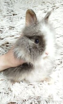 Zakrslý králík, králíček -(lvíček)-LEO