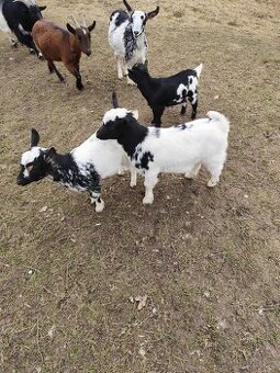 Zakrslé holanské kůzlata