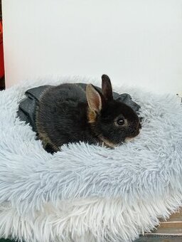 Zakrslý králíček Ch1