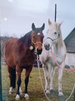 Dva koně pro začátečníky