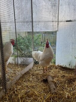 Násadové vajíčka Plymutka bílá