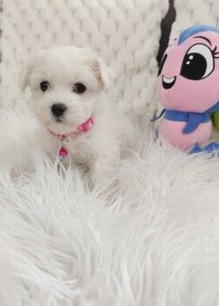 Maltipoo