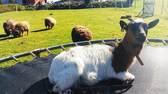 Holandská zakrslá koza