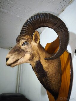 Lovecká trofej – muflon (preparovaná hlava) na podložce