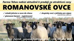 Romanovské ovečky a berani