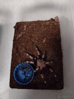 Sklípkan Nhandu Chromatus