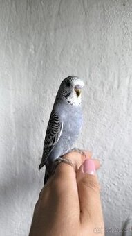 Andulky