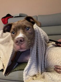 Stafordsirsky teriér pitbul