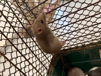Potkan American mink mladý sameček