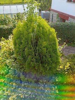 Thuje,rybíz keřový,kroucenou vrbu, japonské Sasanky,okrasnou