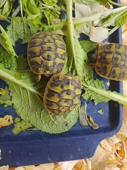 Suchozemské želvy + rozvoz a terária