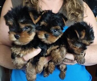 Jorkširsky teriér yorkshire teriér