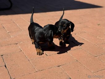 Jezevčík trpasličí