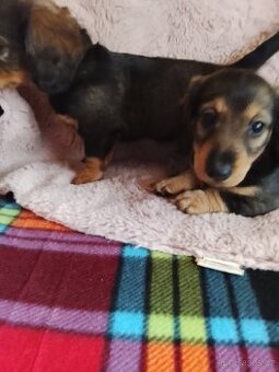 Jezevčík trpaslici