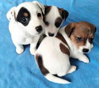 Jack Russel teriér - 1