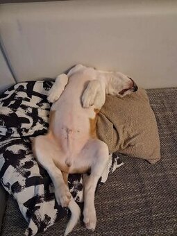 Štěně křížence - 1