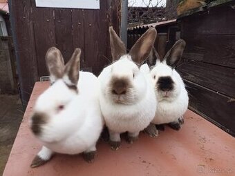 Kalifornský králík