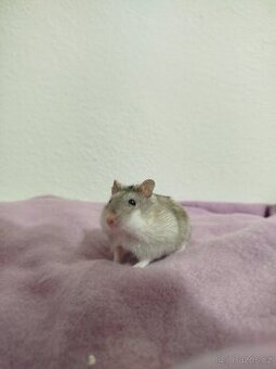 Křeček džungarský samička