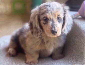 Štěňata mini jezevčíka k adopci.