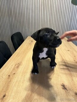 Prodám měsíc a půl staré štěně