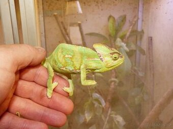 Chameleon jemenský (Chamaeleo calyptratus)