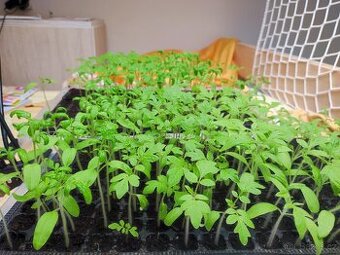 Sazenice rajčat speciální odrůdy