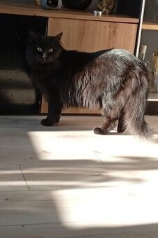 Kocourek dlouhosyrsty