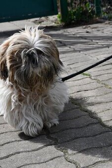Shih-tzu ,starší psík v útulku Chomutov