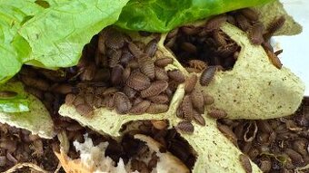 Krmný švábi stredni,male,micro