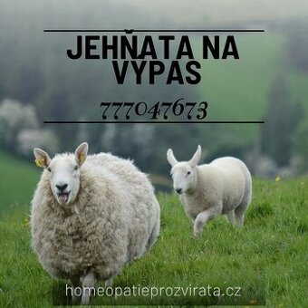 Jehňata na výpas