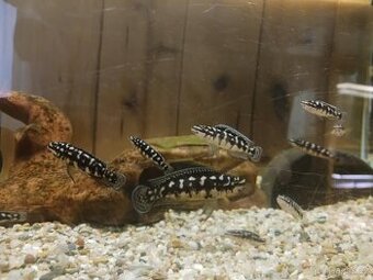 Cichlidka Mramorovaná (Julidochromis Transcriptus Kissi) - 1