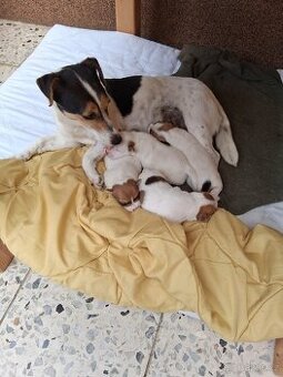 Štěňata Jack Russell