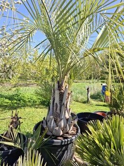 Palma Butia capitata - 1