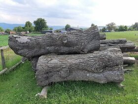 Prodám kmen lípy - 1