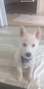 Husky