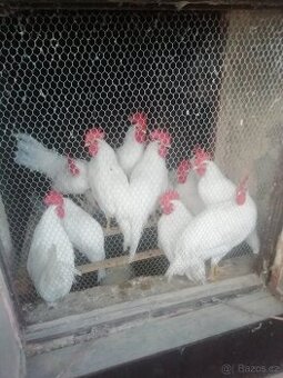 Kohout leghorn